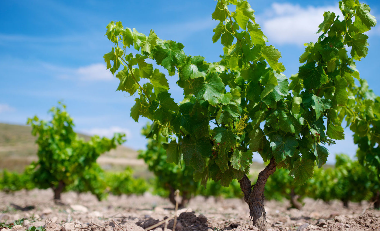 Aragón, en el origen de la garnacha