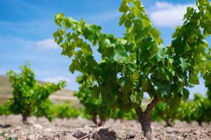 Aragón, en el origen de la garnacha