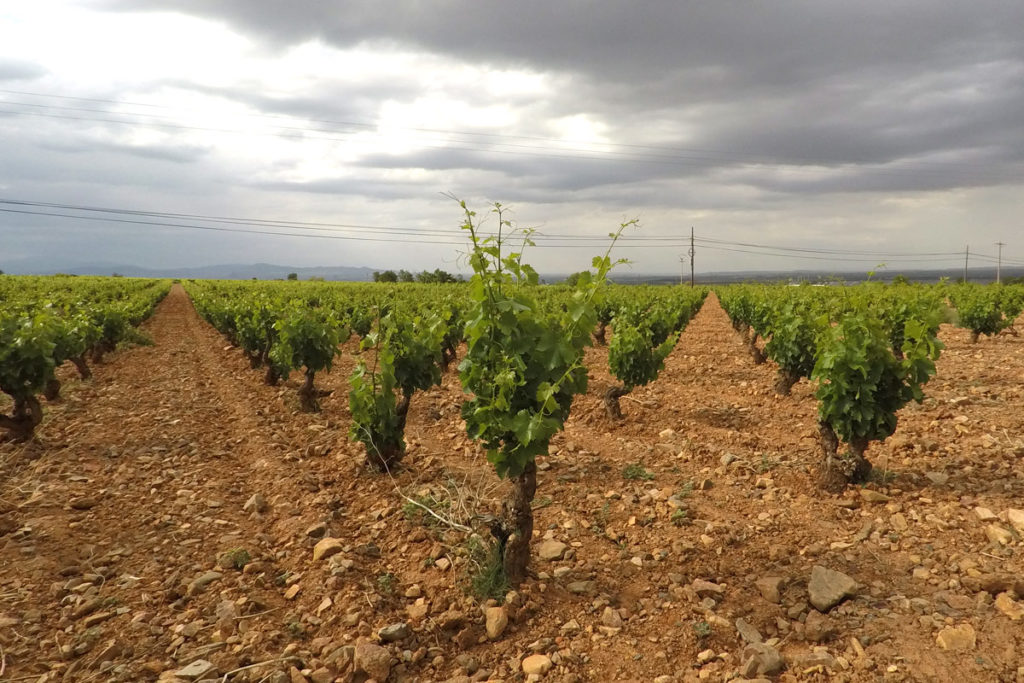 Aragón, en el origen de la garnacha