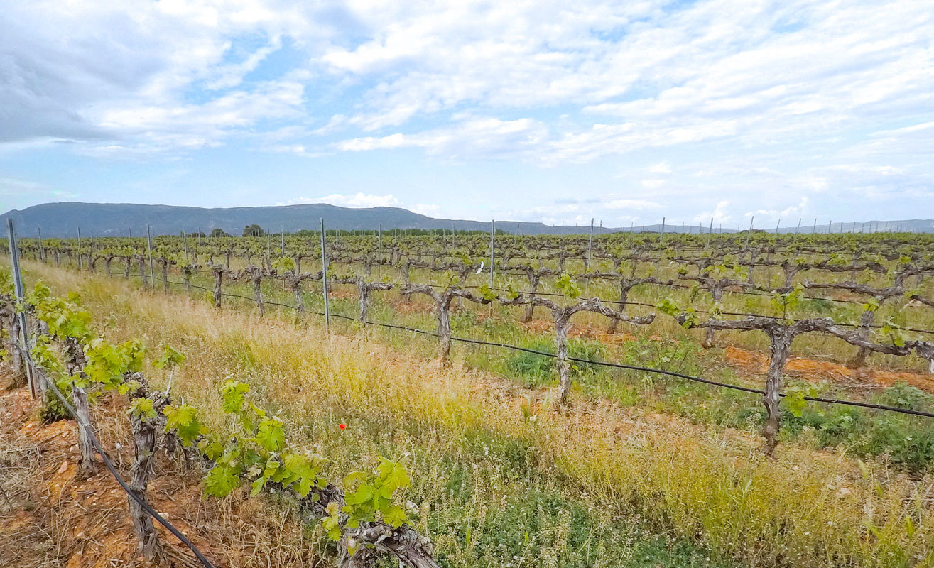 Hacia el Somontano, tierra de vinos