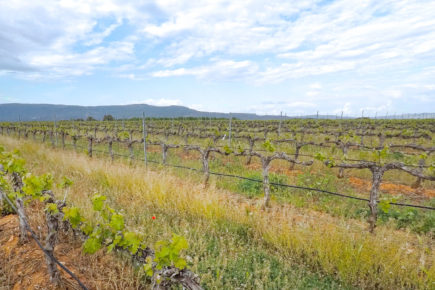 Hacia el Somontano, tierra de vinos