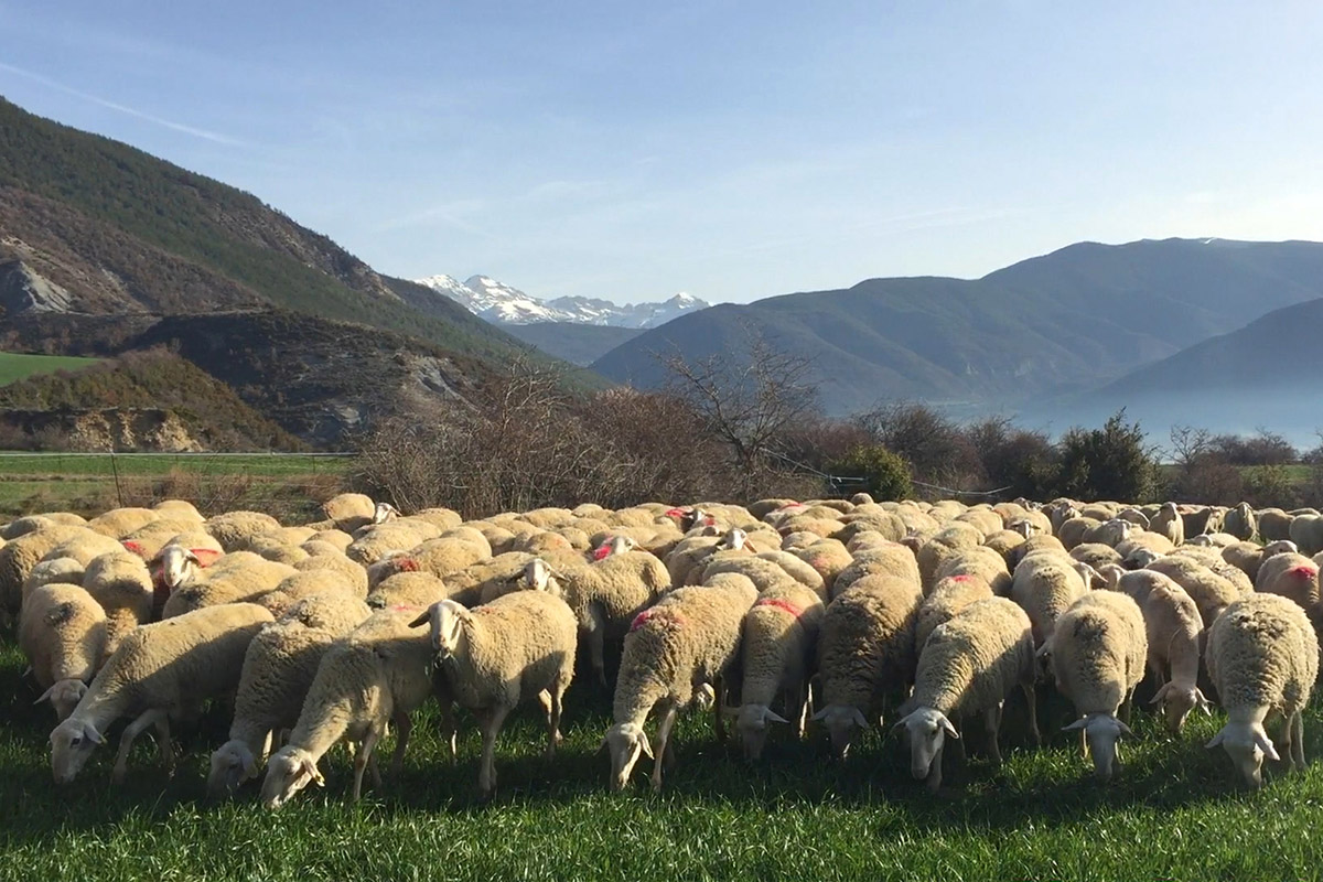 La importancia del pastoreo | Ternasco de Aragón
