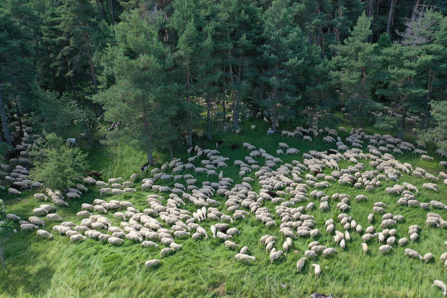 El Ternasco de Aragón es una de las carnes más sostenibles