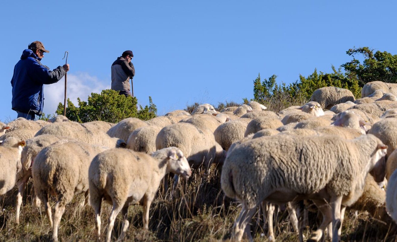 El Ternasco de Aragón mantiene la cabaña ganadera