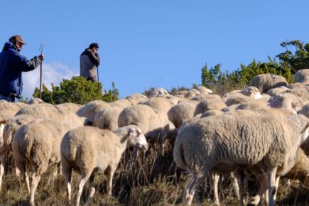 El Ternasco de Aragón mantiene la cabaña ganadera