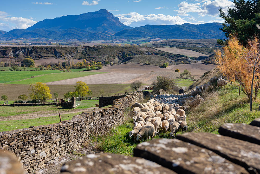 Comprometidos con la sostenibilidad | Ternasco de Aragón