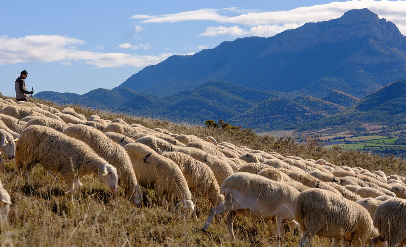 La importancia del origen en el Ternasco de Aragón