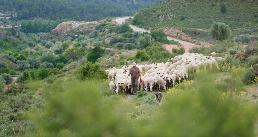 Lo que no ves de la carne rosa | Ternasco de Aragón