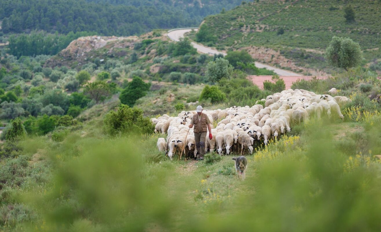 Lo que no ves de la carne rosa | Ternasco de Aragón