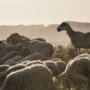El pastoreo tradicional como forma de vida en la provincia de Teruel